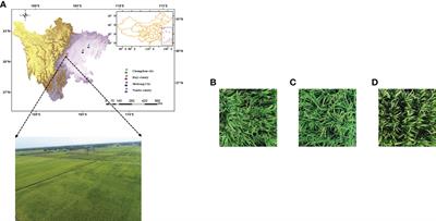 Universal detection of curved rice panicles in complex environments using aerial images and improved YOLOv4 model